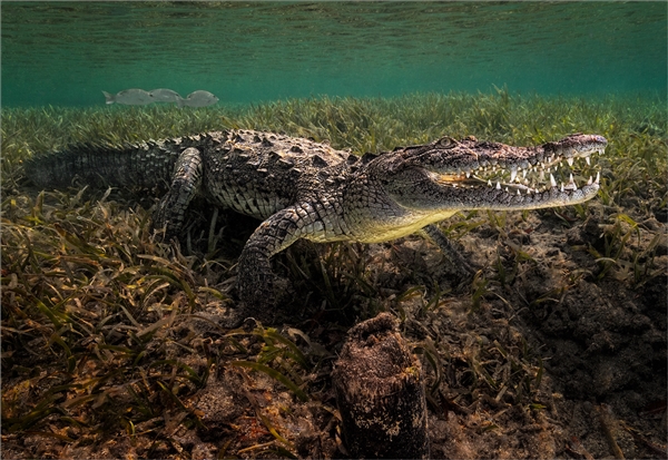 FIAP Ribbon-Saltwater Crocodile 2, Mangroves of Cuba-David Keep ARPS ...