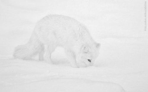 FIAP Gold Arctic Fox Hunting Michael Windle