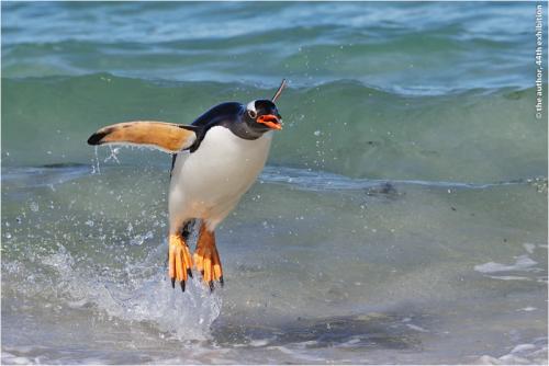 MCPF Ribbon-Gentoo Penguin Leaps from the Sea-Dawn Osborn FRPS EFIAP DPAGB BPE5-England
