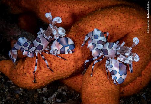 PAGB Silver -Harlequin Shrimps, Molluca Sea-David Keep LRPS BPE4 CPAGB-England