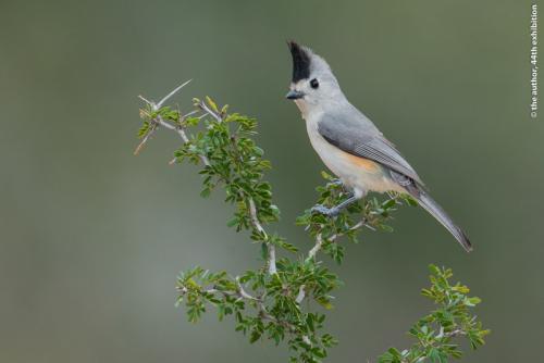 PSA Ribbon-BlackCrested Titmouse-Mike Wooding ACAPA-Canada