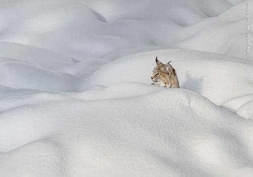 PSA Ribbon-Bobcat in Snow, Yellowstone-Rosemary Wilman HonFRPS AFIAP BPE5 APAGB-England