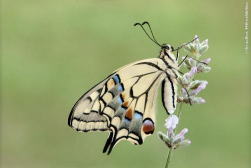 PS Gold Swallowtail on  Lavender  Yealand Kalfayan