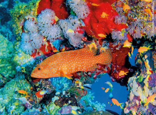 SPS Ribbon Coral Grouper